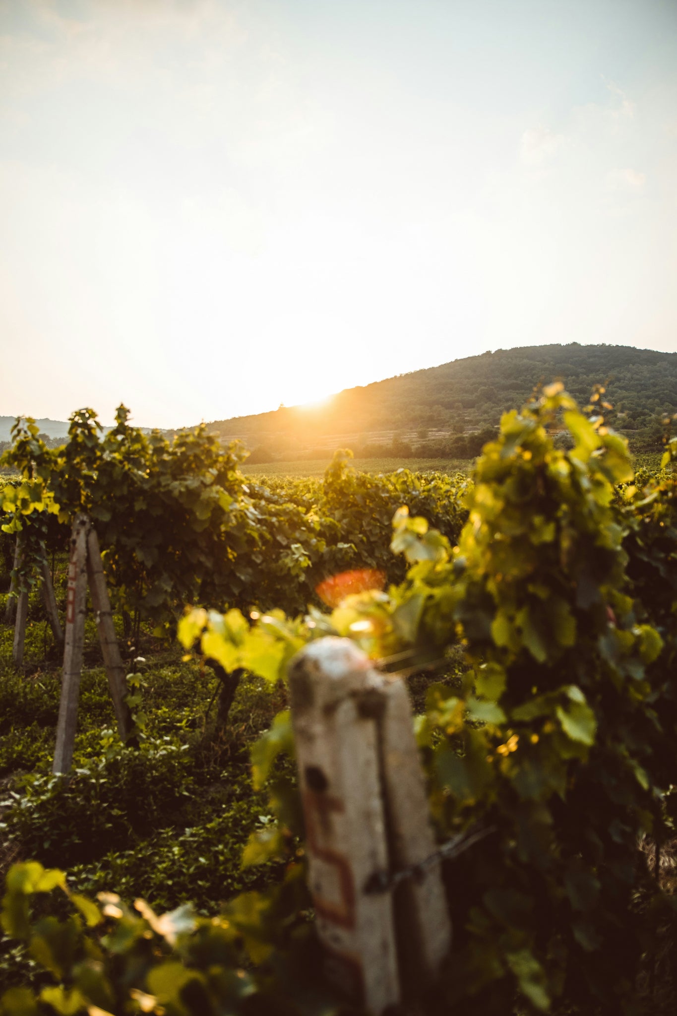 Puglia's Wine Revolution. How the South Is Rewriting the Map